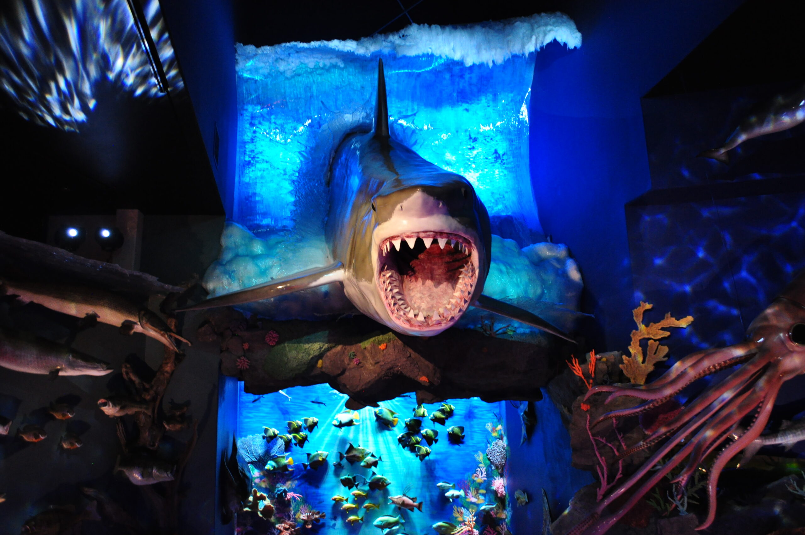 Blackhawk Museum World of Nature Shark